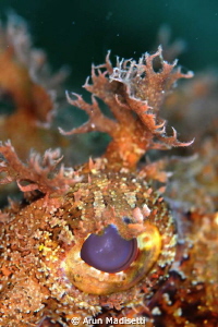 Eye of scorpion fish. Testing a RTR -Cuttlefish ringflash by Arun Madisetti 